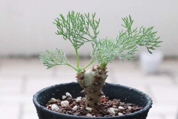 萬象多肉價格及圖片_萬象多肉植物_多肉 萬象