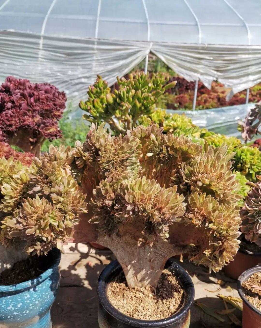 法師多肉養護視頻_法師多肉養護技巧_法師多肉如何養護