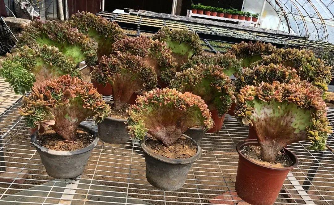 法師多肉如何養護_法師多肉養護視頻_法師多肉養護技巧