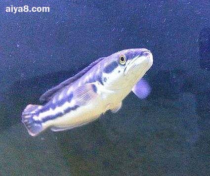 巨型觀賞魚有哪些品種_巨型觀賞魚_巨型觀賞魚有哪些