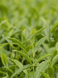 多肉變多頭_多頭的多肉怎樣養出來的_多肉變多頭的方法