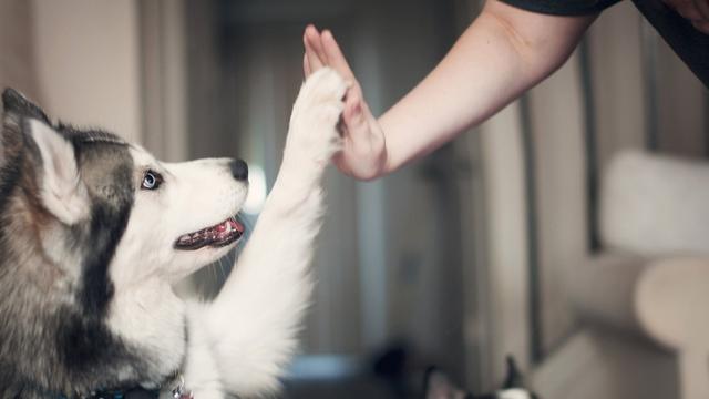 狗狗指定地點大小便_怎么教小狗狗在指定的地方大小便_大狗會教小狗定點