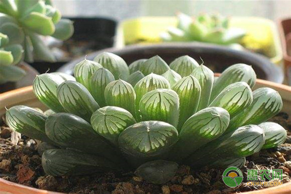 玉露干癟怎么辦？這六大原因及解決方法值得