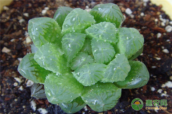 多肉癟了怎么辦怎么救_多肉干癟_多肉癟了怎么辦