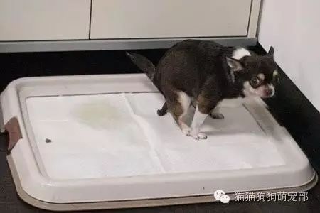 狗在固定位置小便怎么辦_小狗固定地方大小便怎么訓(xùn)練_如何讓狗狗去固定的地方大小便