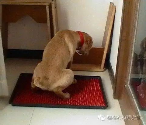 如何讓狗狗去固定的地方大小便_小狗固定地方大小便怎么訓(xùn)練_狗在固定位置小便怎么辦