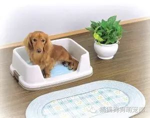 狗在固定位置小便怎么辦_小狗固定地方大小便怎么訓(xùn)練_如何讓狗狗去固定的地方大小便