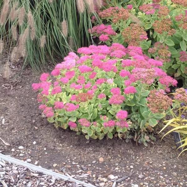 8種匍匐生長的多肉，適合布置在院子里，但