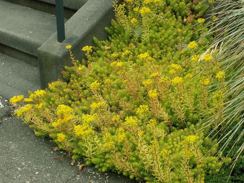 景觀多肉植物立體盆景_景觀多肉植物選擇_多肉 景觀