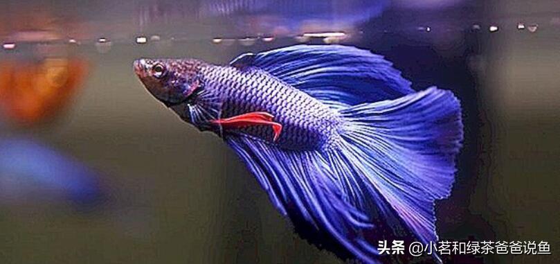 淡水養(yǎng)殖觀賞魚_觀賞淡水養(yǎng)魚好養(yǎng)嗎_最好養(yǎng)的淡水觀賞魚