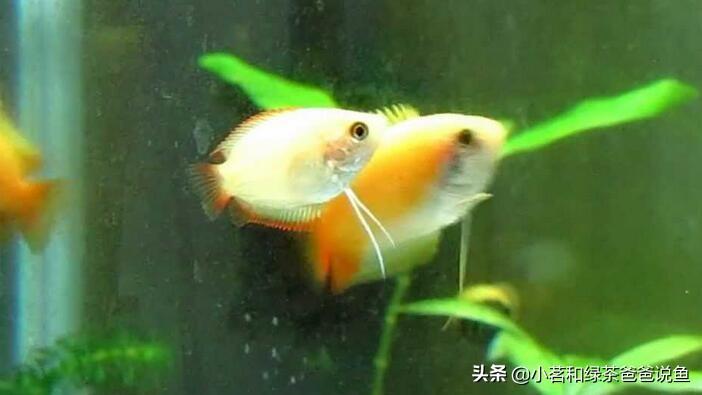 淡水養(yǎng)殖觀賞魚_觀賞淡水養(yǎng)魚好養(yǎng)嗎_最好養(yǎng)的淡水觀賞魚