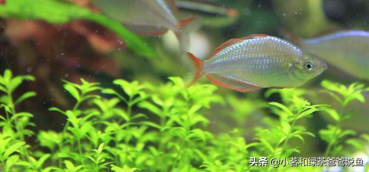 最好養(yǎng)的淡水觀賞魚_淡水養(yǎng)殖觀賞魚_觀賞淡水養(yǎng)魚好養(yǎng)嗎