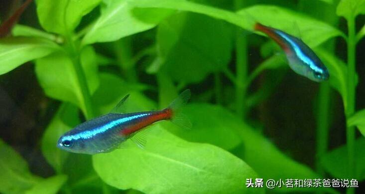 觀賞淡水養(yǎng)魚好養(yǎng)嗎_淡水養(yǎng)殖觀賞魚_最好養(yǎng)的淡水觀賞魚