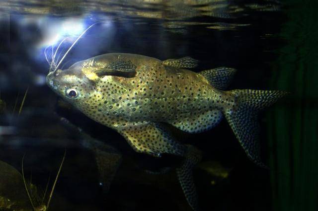 像鯰魚一樣的觀賞魚_鯰魚很像_鯰魚長得像的是什么魚