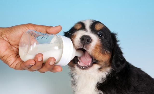 狗狗到底能不能喝牛奶？兩方爭論不止，我來