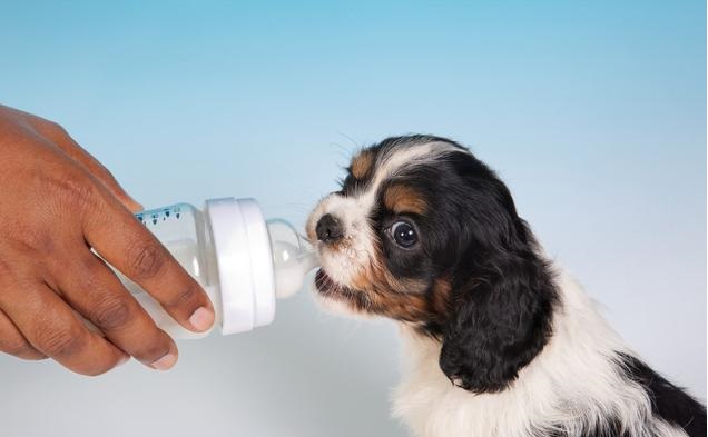 狗狗可以喝人喝的純牛奶嗎_人牛奶狗能喝嗎_狗喝的牛奶人可以喝嗎