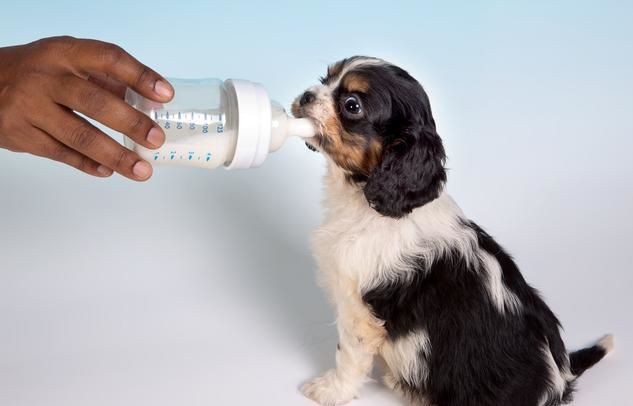 人牛奶狗能喝嗎_狗喝的牛奶人可以喝嗎_狗狗可以喝人喝的純牛奶嗎