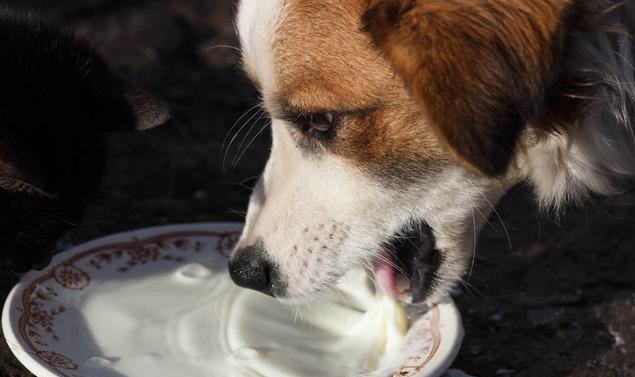 狗喝的牛奶人可以喝嗎_人牛奶狗能喝嗎_狗狗可以喝人喝的純牛奶嗎