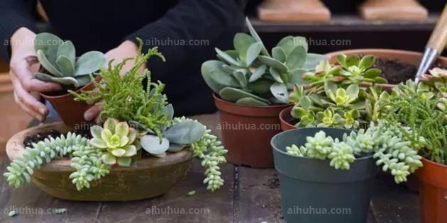 3種方法教會你多肉繁殖~