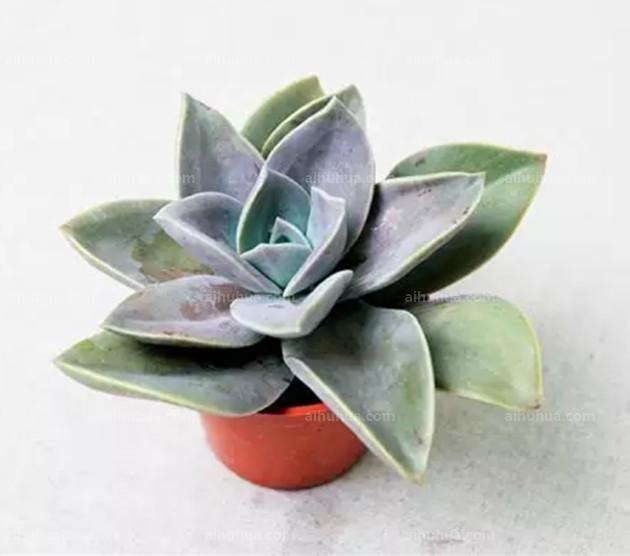 葉片很肥的多肉_大葉片肥厚的多肉品種_葉片厚的多肉品種