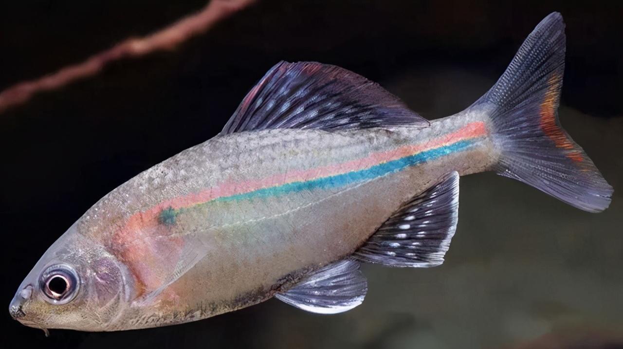 觀賞治魚水霉病的藥物_觀賞魚水霉病怎么治_觀賞治魚水霉病用什么藥