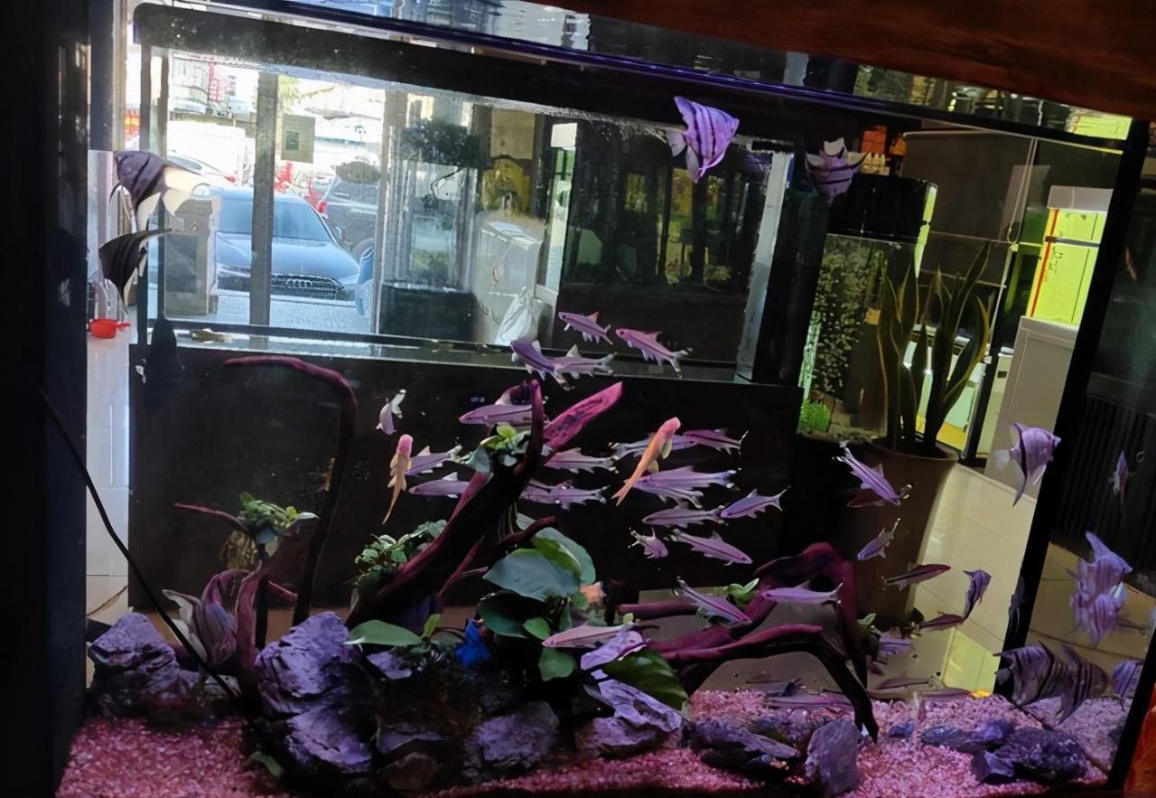 觀賞治魚水霉病用什么藥_觀賞魚水霉病怎么治_觀賞治魚水霉病的藥物