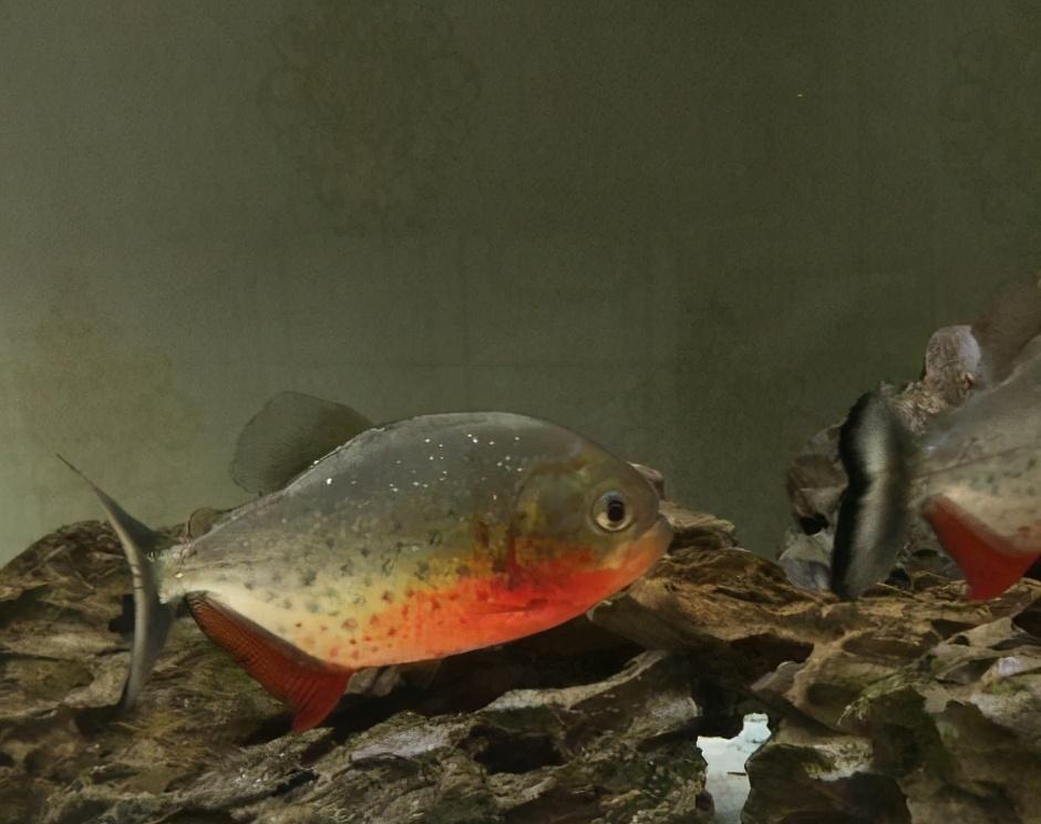 觀賞魚水霉病怎么治_觀賞治魚水霉病用什么藥_觀賞治魚水霉病的藥物