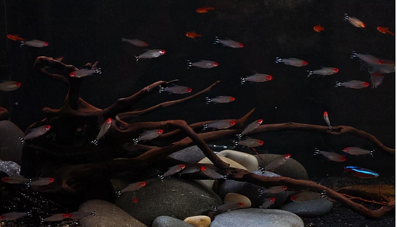 觀賞治魚水霉病用什么藥_觀賞魚水霉病怎么治_觀賞治魚水霉病的藥物