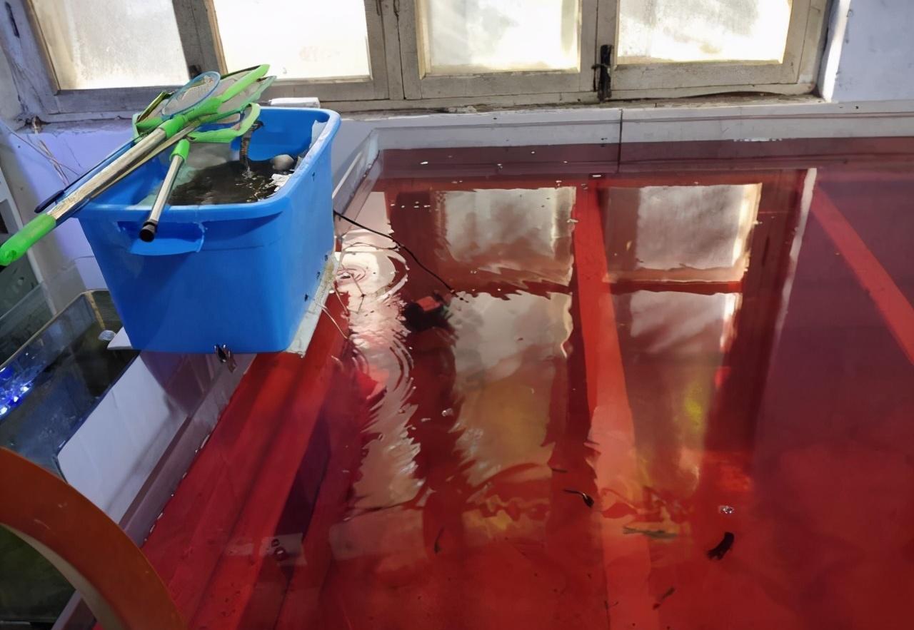 觀賞治魚水霉病的藥物_觀賞治魚水霉病用什么藥_觀賞魚水霉病怎么治