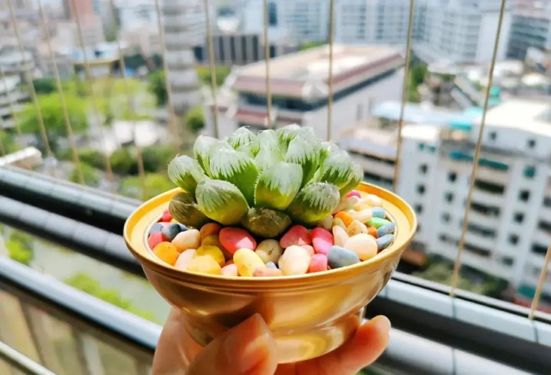 多肉初期怎么養_新手養多肉_初養多肉植物養什么