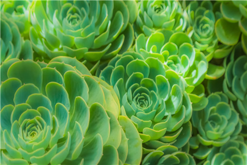 多肉植物蒂亞（綠焰）的養(yǎng)殖方法和注意事項