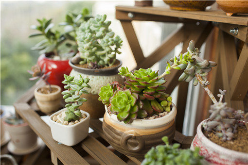 多肉植物寶石花怎么養(yǎng)_寶石養(yǎng)多肉花好不好_多肉寶石花怎么養(yǎng)