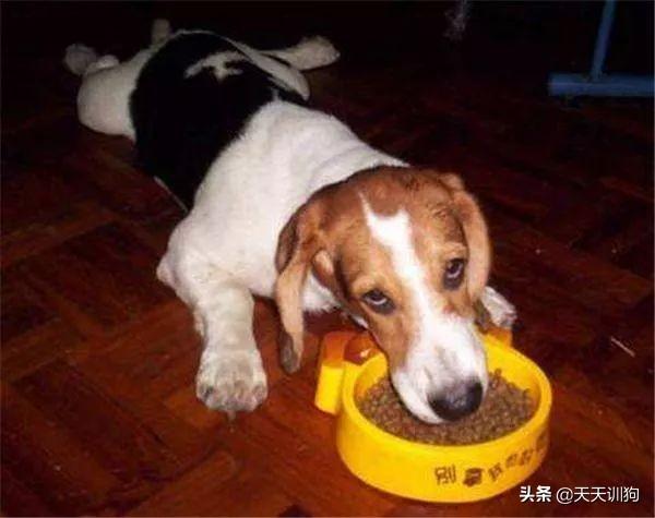 狗吃骨頭消化不良_狗骨頭消化_狗吃骨頭不消化簡單方法