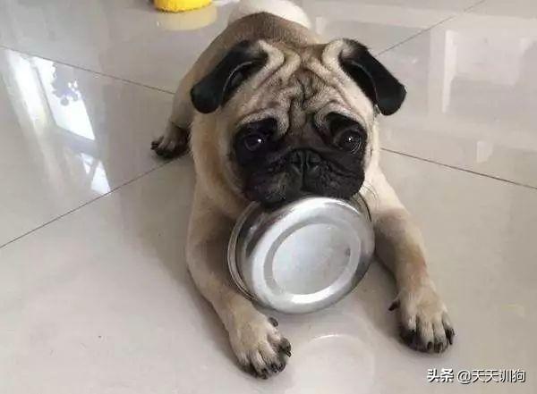 狗吃骨頭消化不良_狗吃骨頭不消化簡單方法_狗骨頭消化