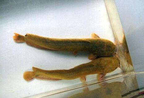 適合家養的冷水觀賞魚