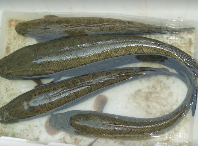 冷水觀賞食肉魚好看的魚有哪些_冷水觀賞食肉魚有哪些_冷水食肉觀賞魚