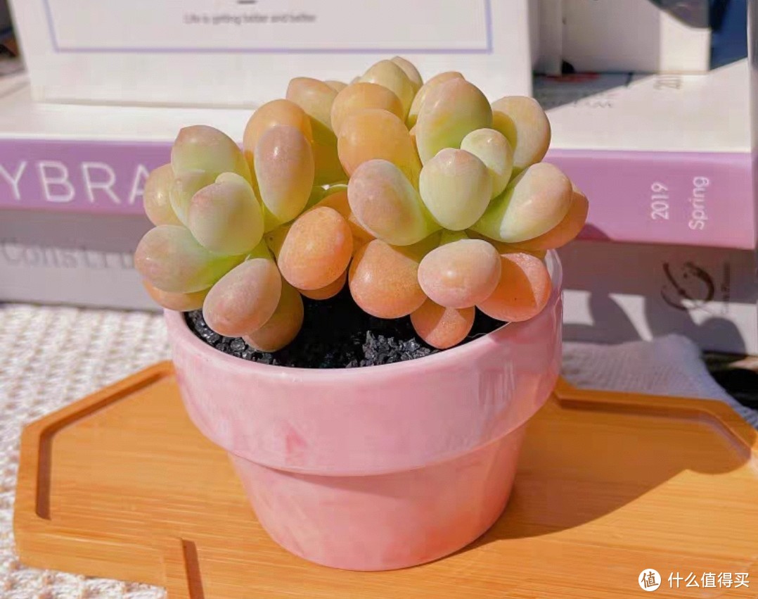 長得像虎皮蘭的多肉_蘭虎皮多肉長得像什么東西_蘭虎皮多肉長得像什么花