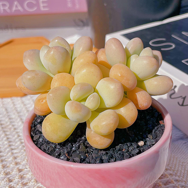 蘭虎皮多肉長得像什么花_長得像虎皮蘭的多肉_蘭虎皮多肉長得像什么東西