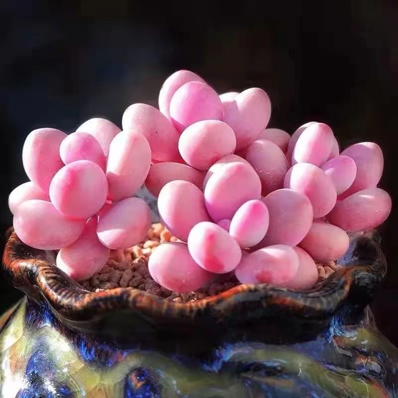 蘭虎皮多肉長得像什么東西_蘭虎皮多肉長得像什么花_長得像虎皮蘭的多肉