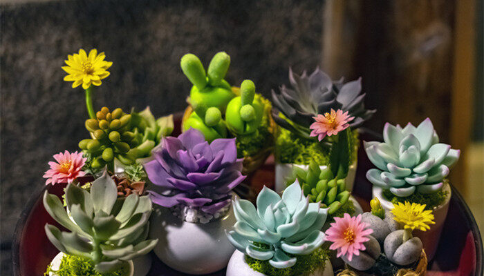 多肉兩個月不澆水會不會死