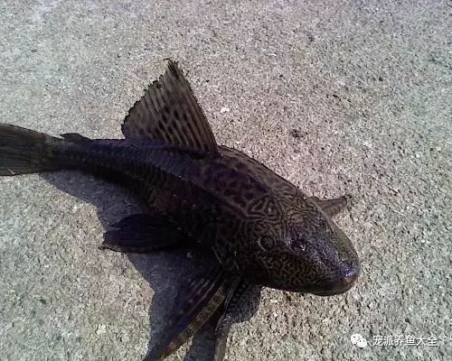 這10種魚有除藻功能，厲害了！~