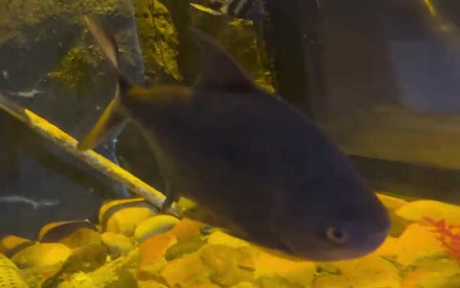 最值錢的觀賞魚是什么魚_什么觀賞魚最值錢_最值錢的觀賞魚