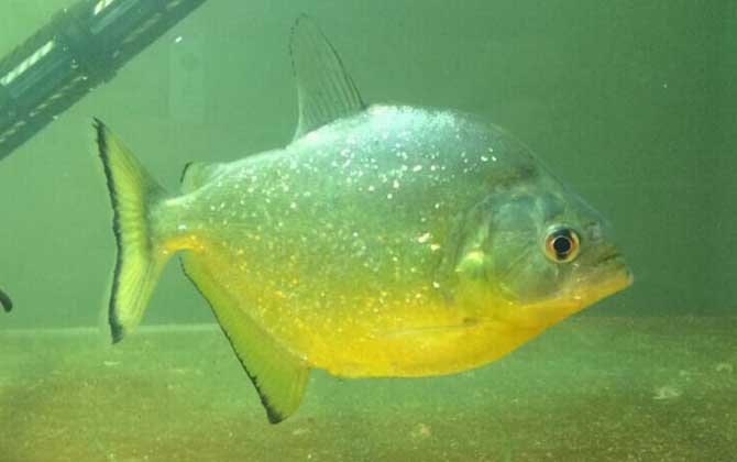 最值錢的觀賞魚是什么魚_最值錢的觀賞魚_什么觀賞魚最值錢