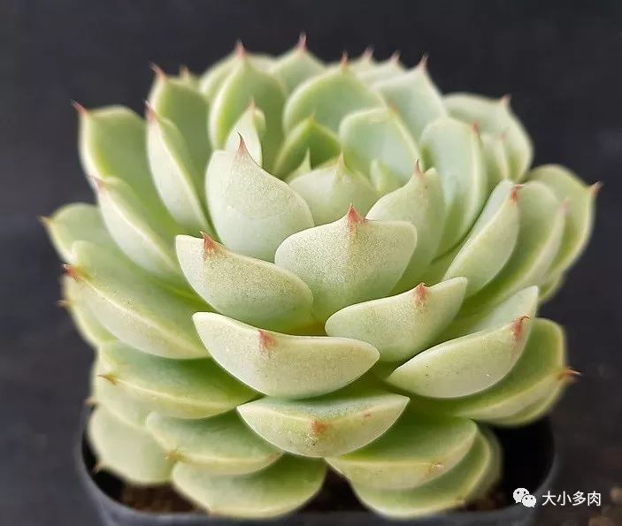 多肉大和錦和小和錦的區(qū)別_大河錦多肉_多肉大和錦能長(zhǎng)多大