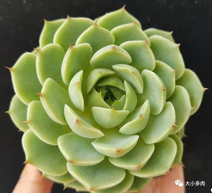 大河錦多肉_多肉大和錦能長(zhǎng)多大_多肉大和錦和小和錦的區(qū)別