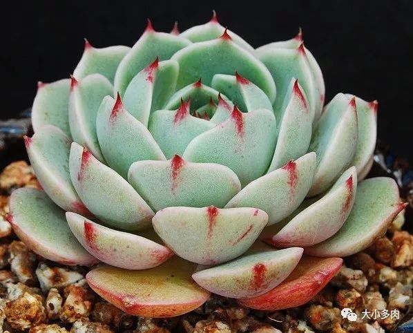 多肉大和錦能長(zhǎng)多大_大河錦多肉_多肉大和錦和小和錦的區(qū)別