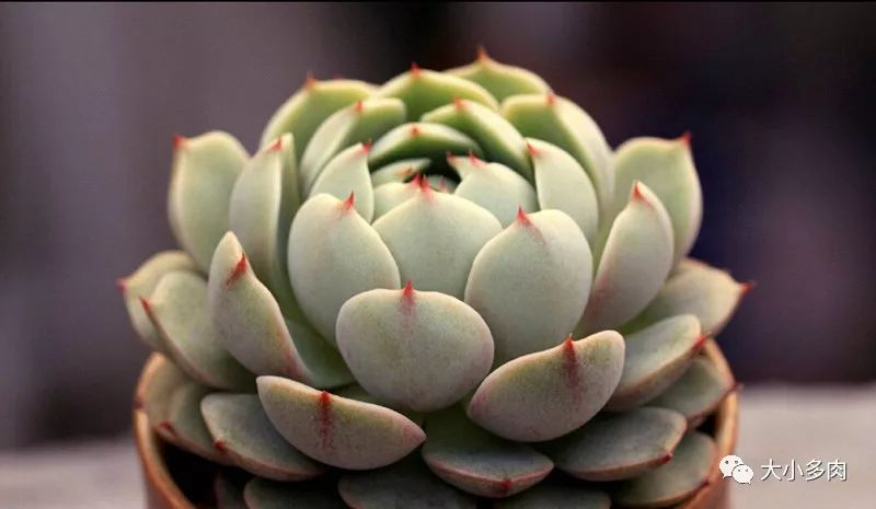 多肉大和錦和小和錦的區(qū)別_多肉大和錦能長(zhǎng)多大_大河錦多肉