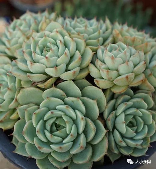 大河錦多肉_多肉大和錦和小和錦的區(qū)別_多肉大和錦能長(zhǎng)多大
