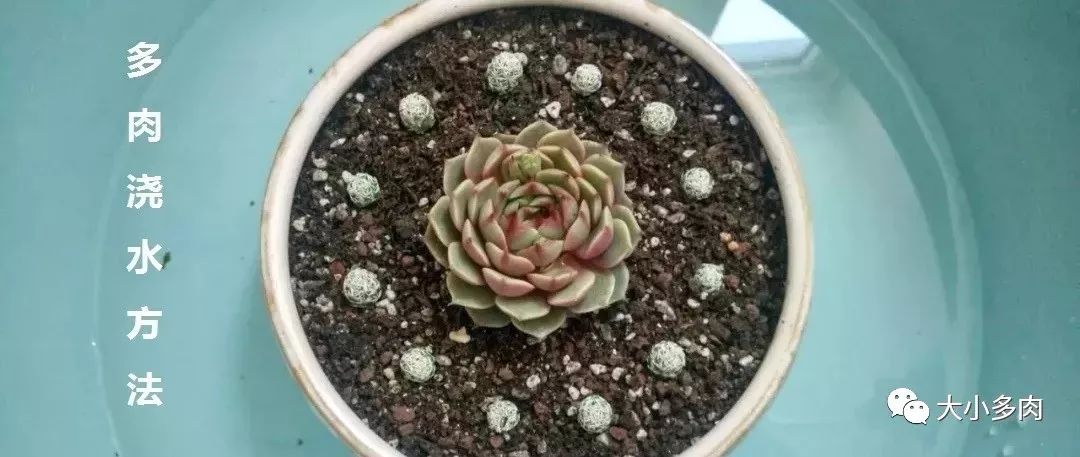 大河錦多肉_多肉大和錦能長(zhǎng)多大_多肉大和錦和小和錦的區(qū)別