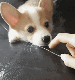 狗狗鼻頭顏色變淺是怎么回事_狗狗鼻頭顏色淡_小狗鼻頭變淺